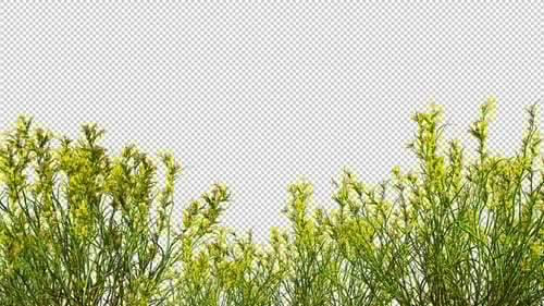 Animated Yellow Green Plants Swaying Natural Overlay