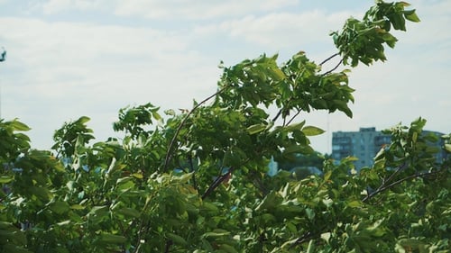 Green Tree Leaves Rustling in the Wind