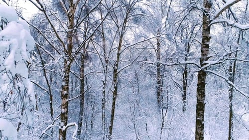 Snowy Branches in Forest. Winter Fairy Background
