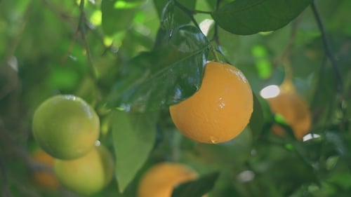 Reife saftige Orangen reifen an einem sonnigen Tag nach einem tropischen Regen auf einem Ast eines Zitrusbaums