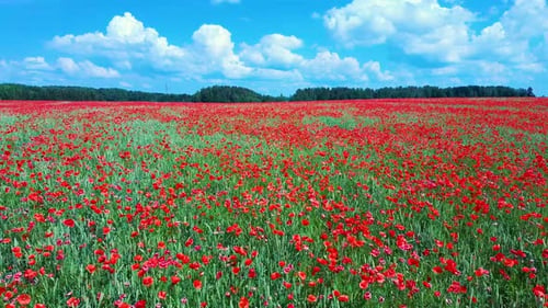 Field of Blossoming Red Poppies. Red Flower Poppy Nature Green Summer Landscape