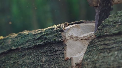 of Ax Hacks the Tree. Slowly
