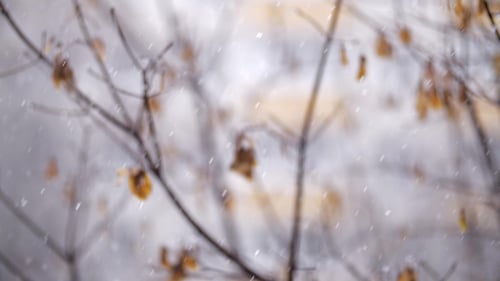 Falling Snow and Faded Trees in Late Autumn