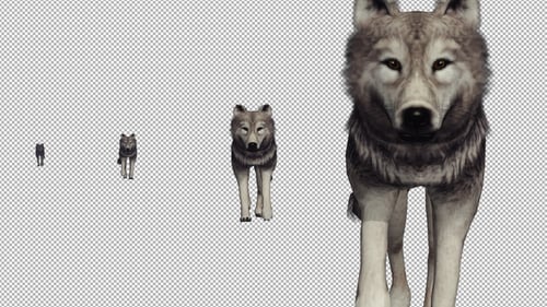 3D Animated Wolf Walking Forward on Transparent Background
