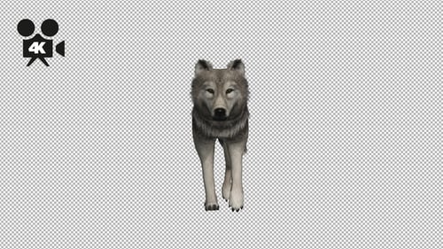 4K Wolf Fast Walk