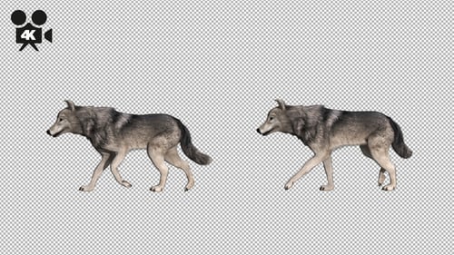 4K Wolf Walk