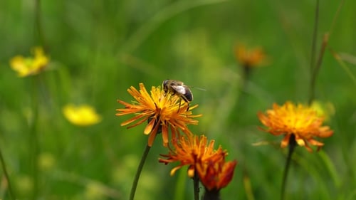 Alpine Meadow. Wasp Collects Nectar From Flower Crepis Alpina.