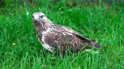Brown and White Bird Eating in Green Grass