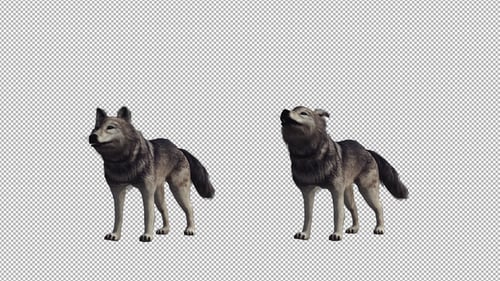 Realistic Gray Wolf Howling Animation