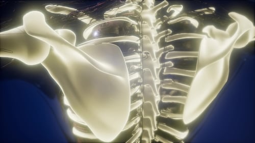 Glowing Human Rib Cage and Spine X-Ray Medical Animation