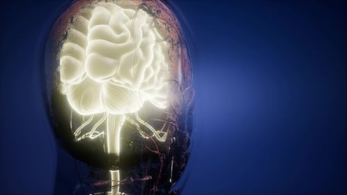 Glowing Human Brain and Nervous System 3D Animation