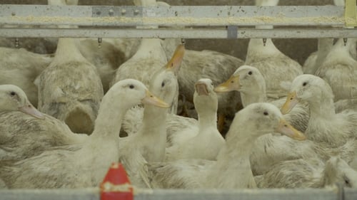 Ducks Growing at Poultry Farm in Corrals