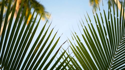 Coconut Palm Trees Crowns Against Blue Sunny Sky Perspective View From the Ground.
