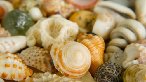 Different Mixed Colorful Seashells As Background. Various Corals, Marine Mollusk and Scallop Shells.
