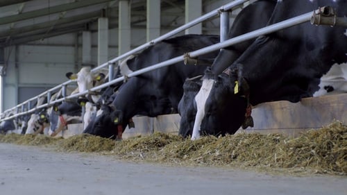 Beautiful Cash Cows on the Farm Eat
