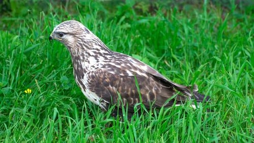 Águila