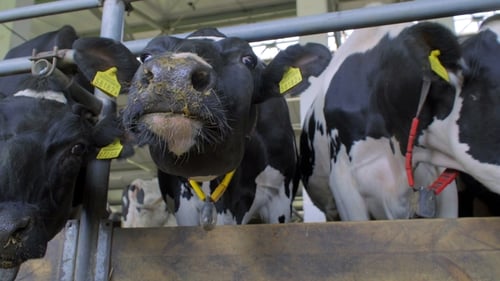 Curious Cows Beautiful Cash Cows on the Farm Eat