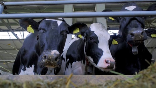 Curious Cows Beautiful Cash Cows on the Farm Eat