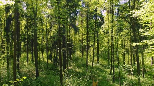 Flying Between the Trees in the Spring Forest.