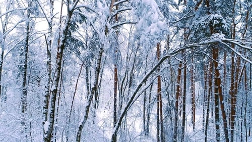 Snowy Branches in Forest. Winter Fairy Background