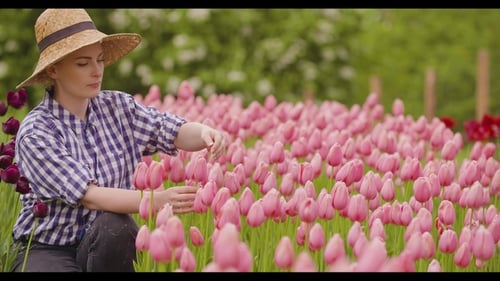 Female Farmer Examining Pink Tulip Flowers At Field