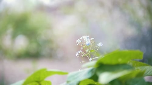 Small Flower on the Background of Falling From Cherry Petals, Blurred,