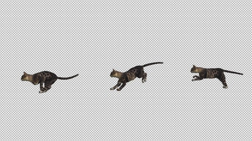 Laufende Katze