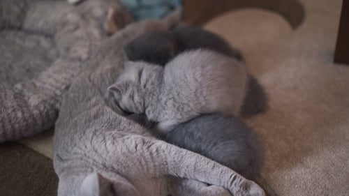 Retrato de gato recto escocés lindo y tranquilo que alimenta a cuatro gatitos