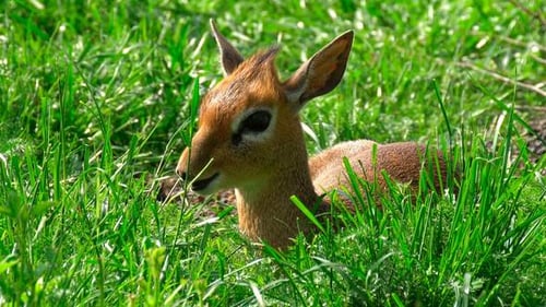Child Stag