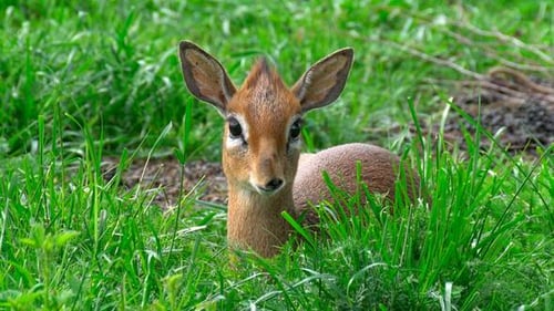 Dik-dik Resting Peacefully in Green Grass