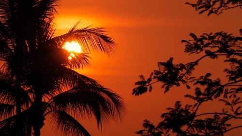 Palmen-Silhouetten am tropischen Strand bei lebendiger Sonnenuntergangszeit. Exotische Bäume und große Orangensonne.