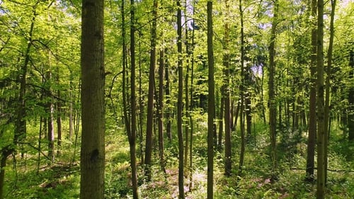 Flying Between the Trees in the Spring Forest.