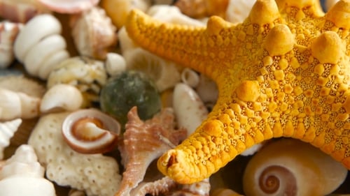 Verschiedene gemischte bunte Muscheln als Hintergrund. Verschiedene Korallen, Meeresmollusken und Muschelschalen