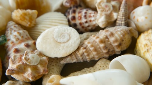 Verschiedene gemischte bunte Muscheln als Hintergrund. Verschiedene Korallen, Meeresmollusken und Muschelschalen
