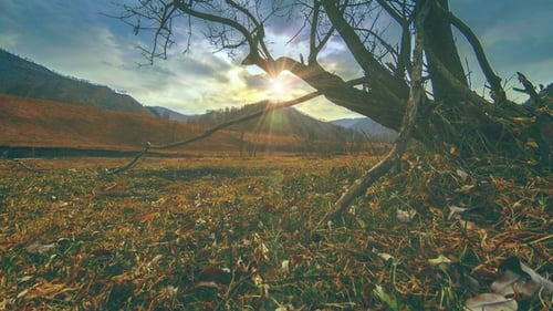 of Death Tree and Dry Yellow Grass at Mountian Landscape with Clouds and Sun Rays. Horizontal