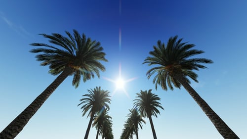 Palm Trees in Daylight