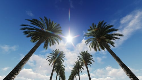 Driving Past Tropical Palm Trees on a Sunny Day with Lens Flare