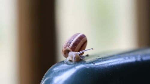 The Snail Is Crawling on the Plastic Chair
