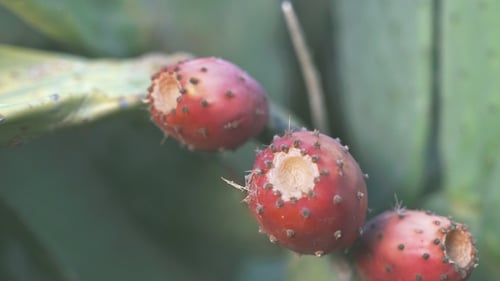 Opuntia es un género de la familia de los cactus, también conocido como tuna, cactus, higo y atún.
