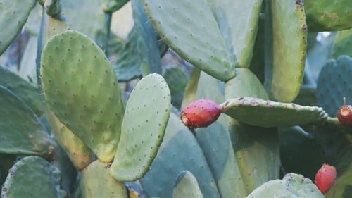 Opuntia, um gênero de cactos que produz uma fruta conhecida como pera espinhosa