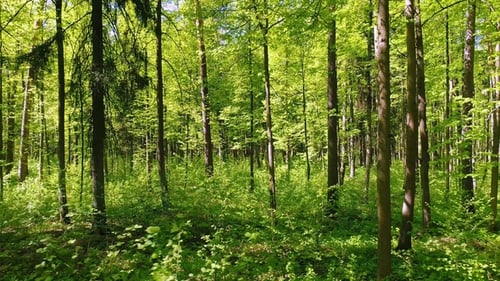 Flying Between the Trees in the Spring Forest.