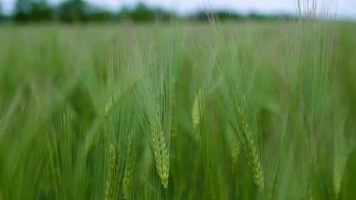 Green Wheat Field