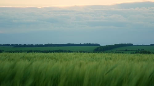Green Wheat Field