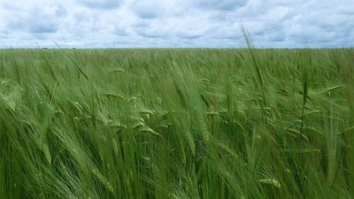 Green Wheat Field