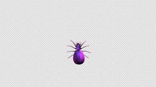 3d Spider krabbeln auf dem Bildschirm