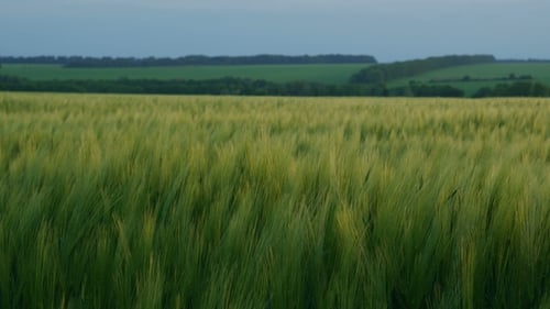 Grünes Weizenfeld