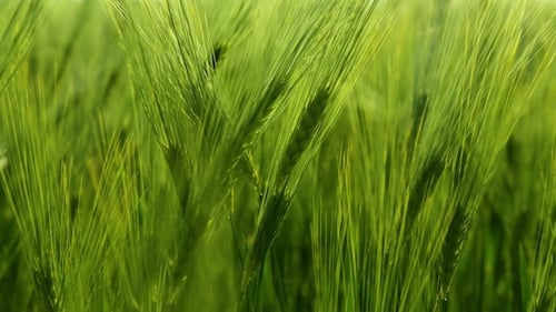 Green Wheat Field