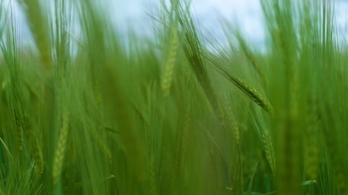 Green Wheat Field