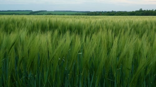 Green Wheat Field