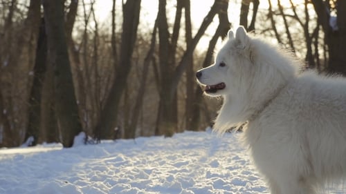 Beautiful White Samoyed Dog in Winter Park
